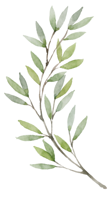 Watercolor Olive Branch Png Png Image Collection 9017